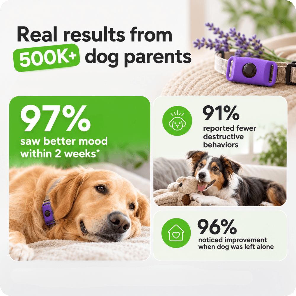 FurLife™ 1 Month Calm & Comfort Pendant